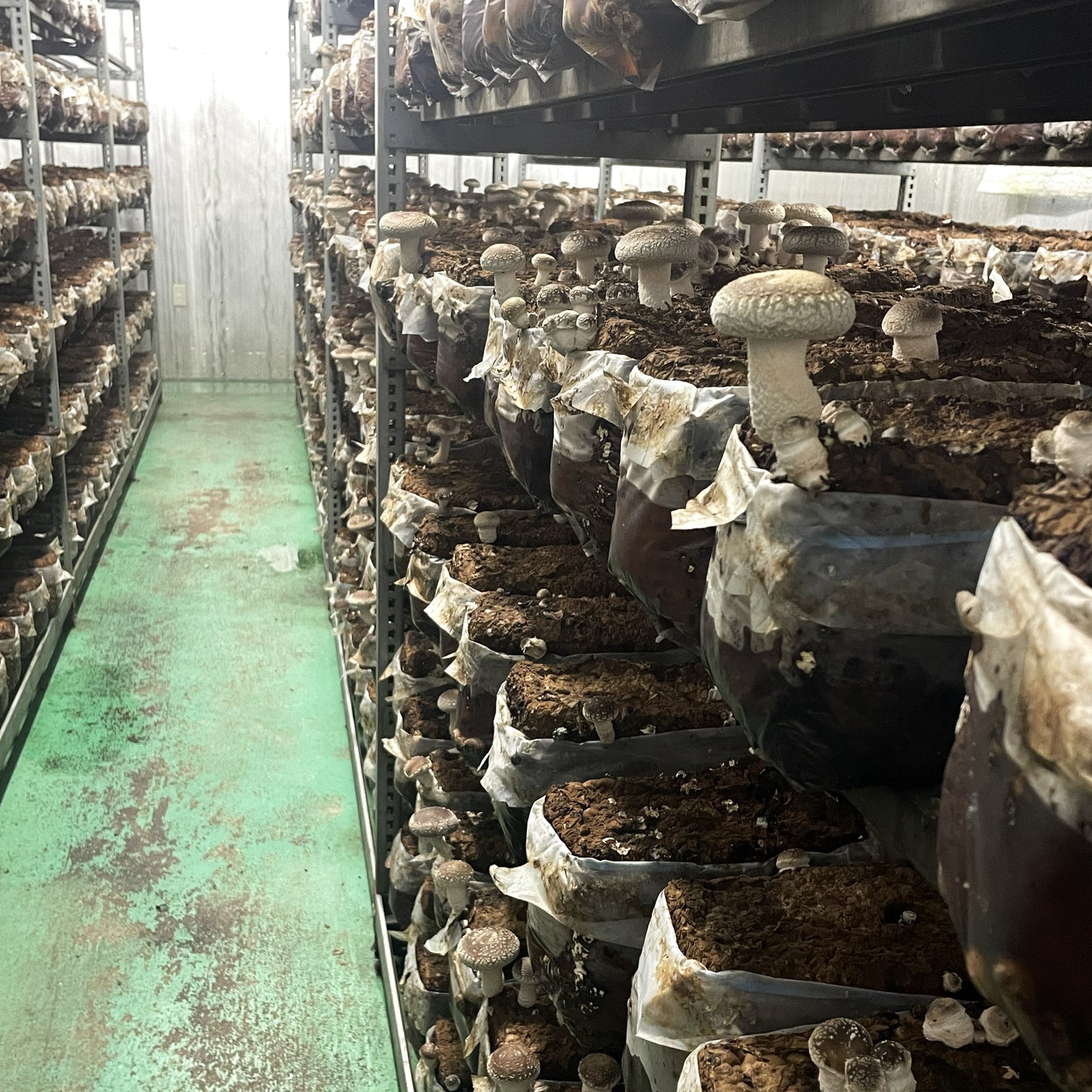 肉厚菌床シイタケ 200g