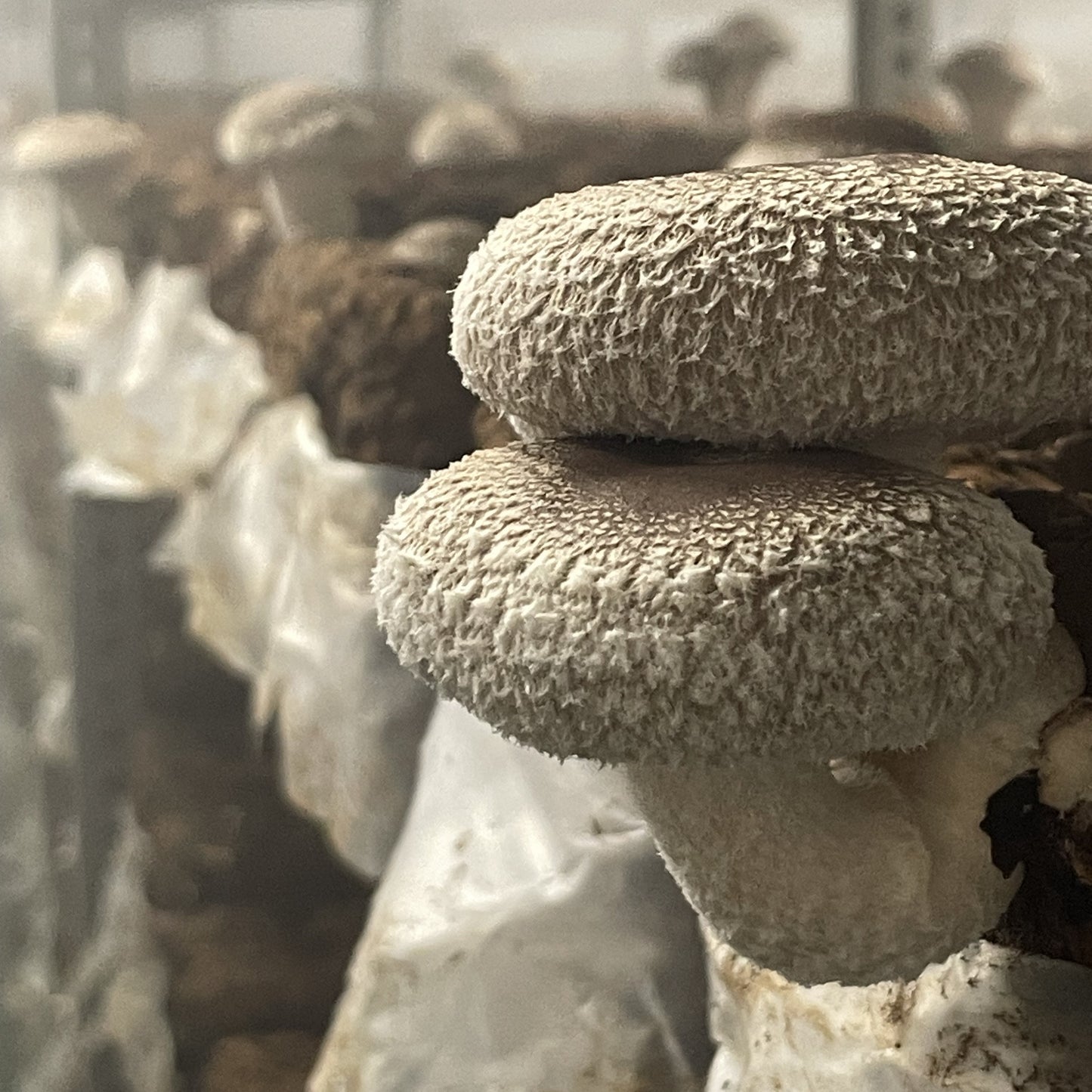 肉厚菌床シイタケ　200g